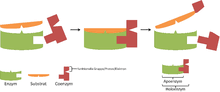 Coenzyme a (coa, shcoa, coash) is a coenzyme, notable for its role in the synthesis and oxidation of fatty acids, and the oxidation of pyruvate in the citric acid cycle. Cofaktor Biochemie Wikipedia