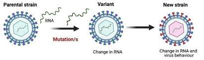 Jun 06, 2021 · this is an important finding as it may explain why some people catch covid but don't get sick, carlos echevarria from the varsity's translational and clinical research institute. What S The Difference Between Mutations Variants And Strains A Guide To Covid Terminology