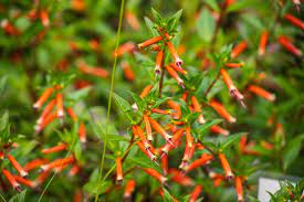 They can grow to two feet tall and require full sun. 7 Heat Tolerant Plants To Grow In Containers