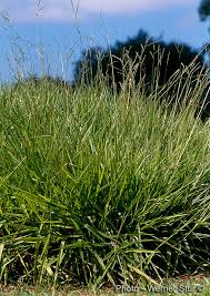 Image result for Urochloa brizantha
