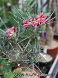 Image result for Ctenium somalense