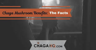Chaga Mushroom Benefits The Facts Chaga Hq