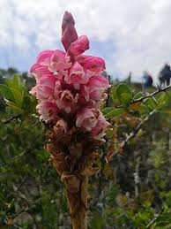 Image result for Satyrium sphaeranthum