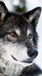 Weitere ideen zu wolf hunde, wilde tiere, tiere wild. Auf Bing Von Www Handy Logos De Gefunden Wolf Dog Wolf Spirit Animal Wolf Wallpaper