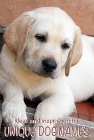 Unique Dog Names Make Your Dog Stand Out From The Crowd Get all your best options with this list of options for big breeds, small dogs filed under: unique dog names make your dog stand