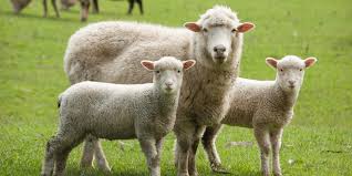 نتیجه جستجوی لغت [flock] در گوگل