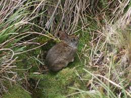 Andes Fauna Animals And Pets Animals Mammals