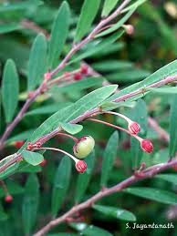 Image result for Phyllanthus ovalifolius