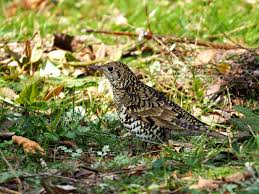 Image result for トラツグミ