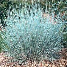 Image result for Schizachyrium claudopus