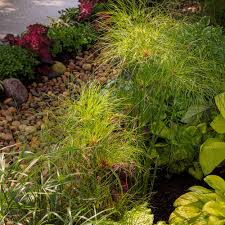 Image result for Cyperus maculatus