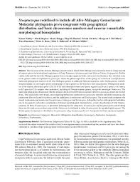 Image result for Streptocarpus arcuatus