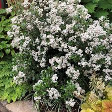 Image result for Olearia