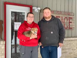 The corgi was an essential helper to the farmers of south wales. Pembroke Welsh Corgi Puppies Breeders For Sale Adoption Mn