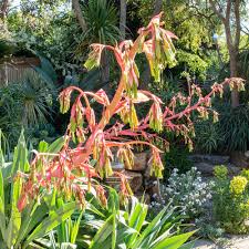 Image result for Beschorneria yuccoides