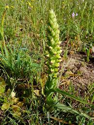 Image result for Corycium