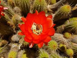 Order items at cactusflower.com and treat yourself with 80% off on your purchase with the latest cactus flower promo code, coupon at this page. Camera Samsung Galaxy S10e S10 S10 Samsung Caribbean