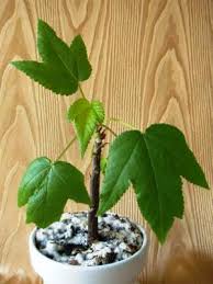 Image result for Obetia