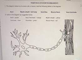 Dura mater, arachnoid, pia mater. Nervous System Worksheet 1 The Diagram Below Is Of A Chegg Com