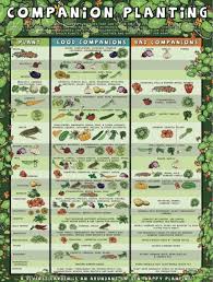 companion planting chart lots of great info video tutorial