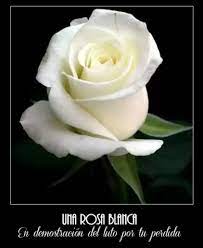 Imagenes De Rosas Blancas De Luto Con Frases Para Compartir Rosas Blancas Rosas Blancas Con Frases Rosa De Luto