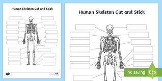 Bones provide support for our bodies and help form our shape. Human Skeleton Bones Cut And Paste Activity Teacher Made