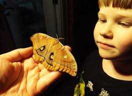 Polyphemus moth egg care and feeding tips?