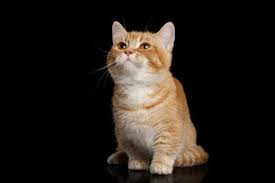 El estilo lo haces tú. Raza De Gato Munchkin Cuidados Caracteristicas Fotos Y Precio Animalesmascotas