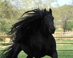 Check spelling or type a new query. Frederik The Great Frederikhorse Twitter