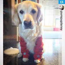 This Purebarrepup Knows The Best Way To Warm Up Is With A Little Ltb Betteratthebarre Purebarre Pure Barre Ballet Exercises Barre