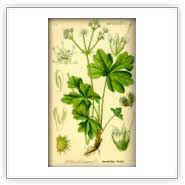 Image result for Sanicula elata