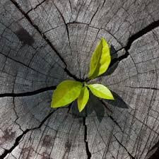 Setting an agenda for organic growth in the digital age | McKinsey