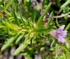 Image result for Dyschoriste transvaalensis