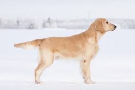 Fierymill Mei Dan Second Blonde Flat Coated Retriever Dog Portraits Dog Mom