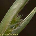 Image result for Cenchrus incertus