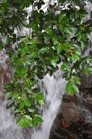 Image result for Putranjivaceae