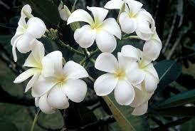 Whether a dicksonia or cyathea, tree ferns are native to australia and new zealand and are absolutely incredible, jesse gushes. Know Your Frangipani
