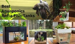 I will show you how to build a betta fish tank from start to finish, if you want to learn how to cut glass, please check the link below. Beautiful Self Cleaning Aquaponics Tanks With Plants On Top For Betta Fish