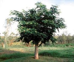 Image result for Albizia lebbeck
