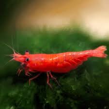 Red Cherry Shrimp For Sale The Shrimp Farm