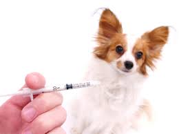 Listen for our call so we can discuss your pet's needs in advance. Oregon Mobile Veterinary Services Veterinarian In Sublimity Or Us Vaccine Clinic Oregon Mobile Veterinary Services Veterinarian In Sublimity Or Us