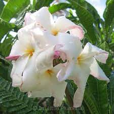 Mareka Mareka Websta Frangipani Plumeria Flowers
