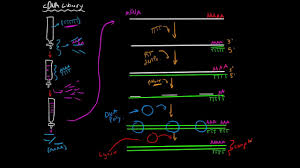 Genomic dna libraries are generated by fragmenting the genome and cloning overlapping fragments. How To Create A Cdna Library Youtube