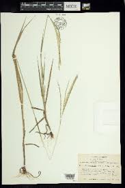 Image result for Digitaria appropinquata