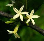 Image result for Funtumia africana