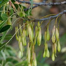 Image result for Antizoma angustifolia