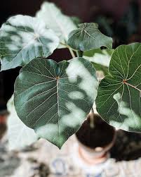 Nicoline On Instagram My Ficus Petiolaris Has Been Added To My List Of Plant Traumas After I Decided To Bike My Newly Purchased Pla In 2020 Plants Ficus Plant Leaves