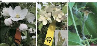 Jun 19, 2021 · send flowers marilyn s. Temporal And Spatial Dynamics In The Apple Flower Microbiome In The Presence Of The Phytopathogen Erwinia Amylovora The Isme Journal