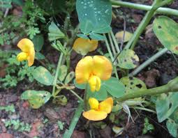 Image result for Arachis hypogaea