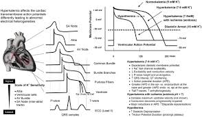 In most cases, the excess calcium in your blood was leached from your bones, which weakens them. Frontiers Hyperkalemic Cardioplegia For Adult And Pediatric Surgery End Of An Era Physiology